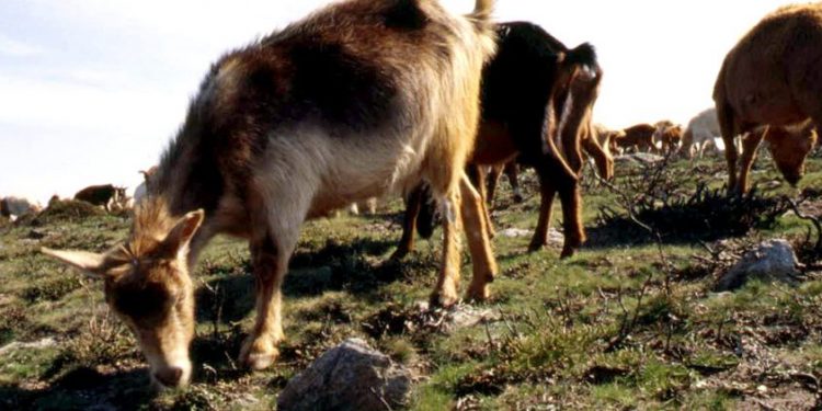 cabras