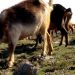 cabras