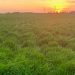 cover crops