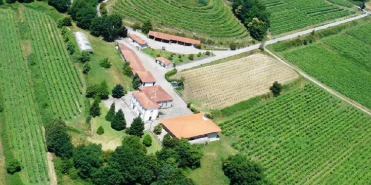 vinhos verdes