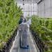 Tilray Portugal