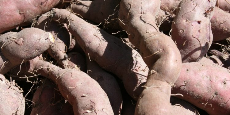 batata doce