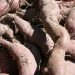 batata doce