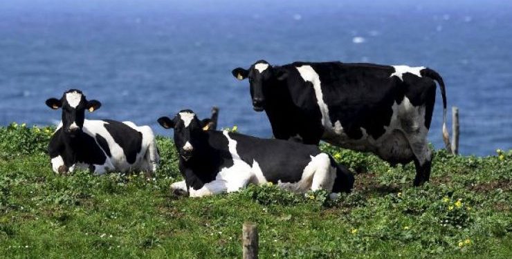 vacas