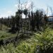 floresta por limpar
