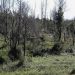 pós incêndios