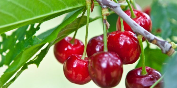 cerejas
