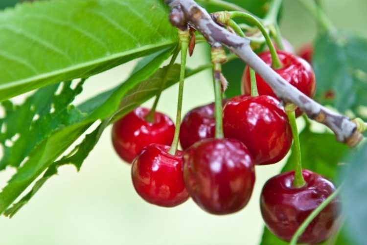 cerejas