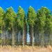 choupos floresta
