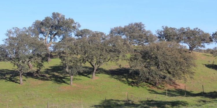 montado