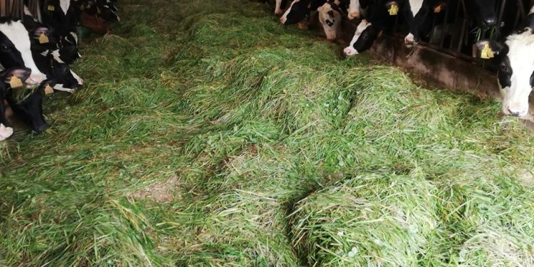 vacas comendo