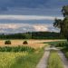 campo