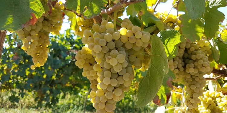 uvas