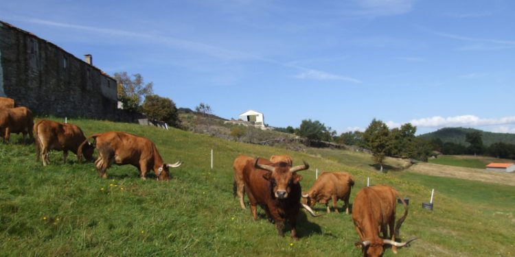 vacas