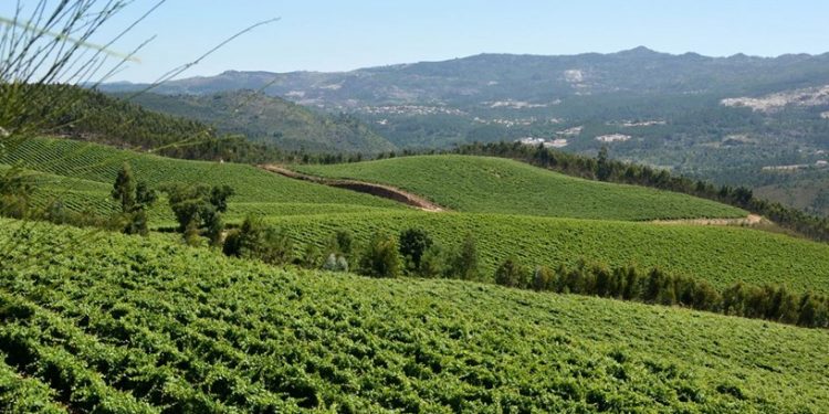 Vinhos verdes