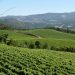 Vinhos verdes