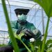 agricultura