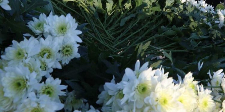 flores