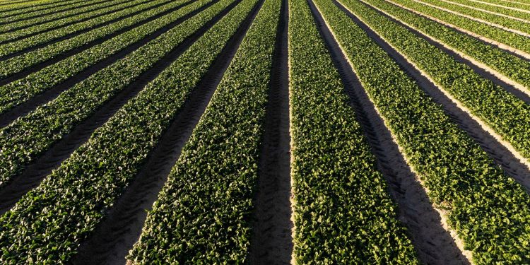 agricultura
