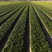 agricultura