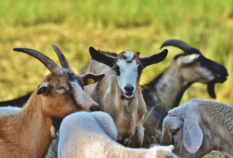 cabras