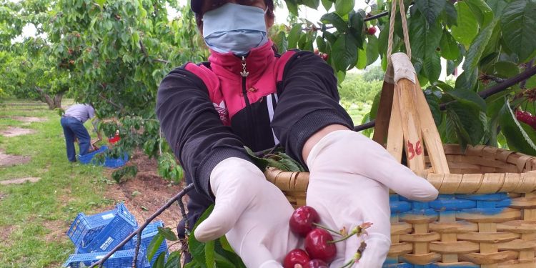 apanha cereja