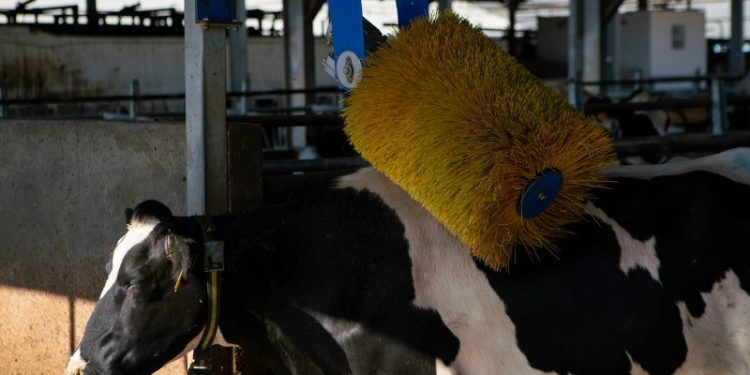 vaca escova