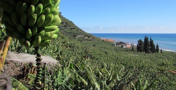 banana madeira