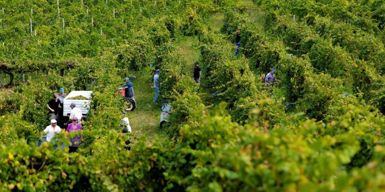 alvarinho