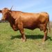 Ramo Grande vaca