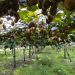 kiwis