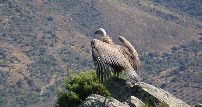 grifo