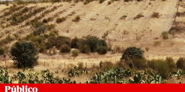 agricultura