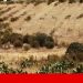 agricultura