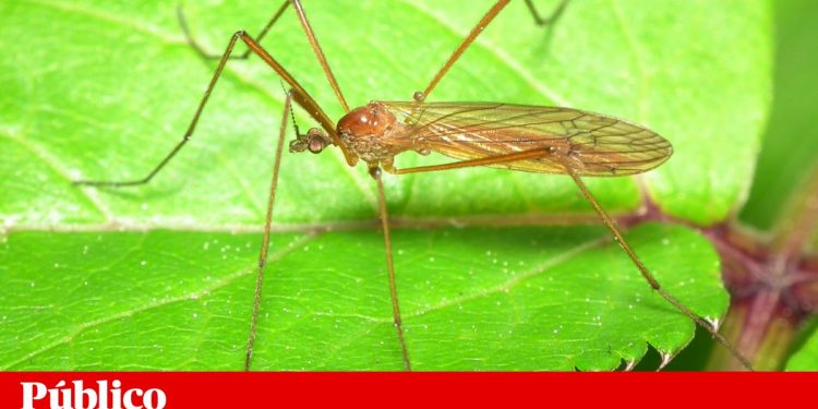 mosquito