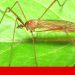 mosquito