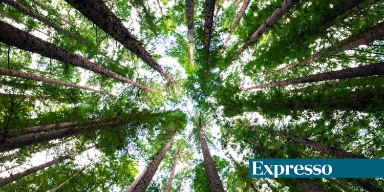 arvores expresso