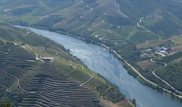 vinhas douro