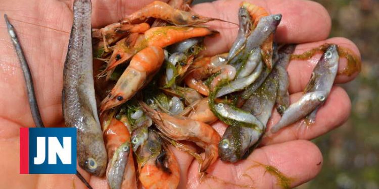 murcia dead fish