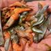 murcia dead fish