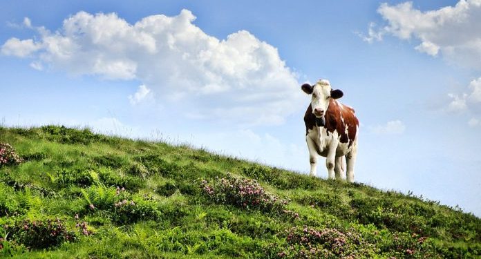 Vaca