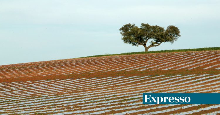 agricultura
