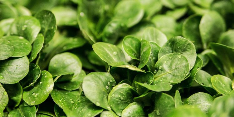 horticolas