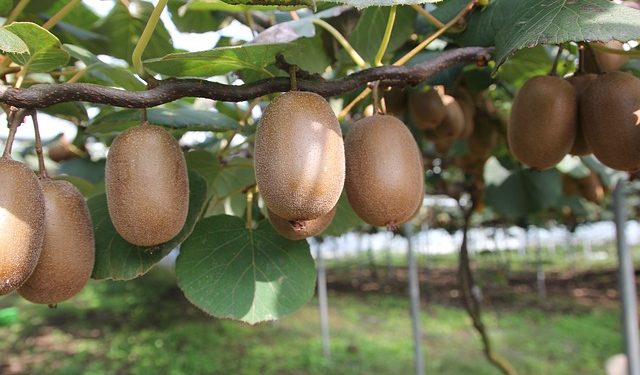 kiwi