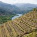 Douro