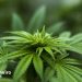 cannabis