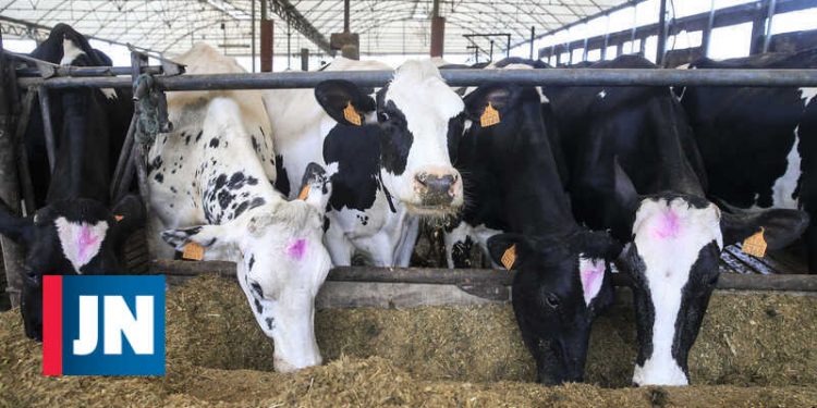 vacas