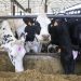 vacas
