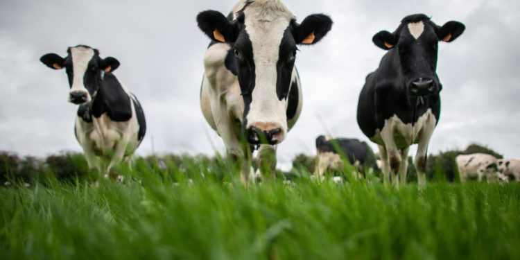 vacas sic