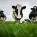 vacas sic